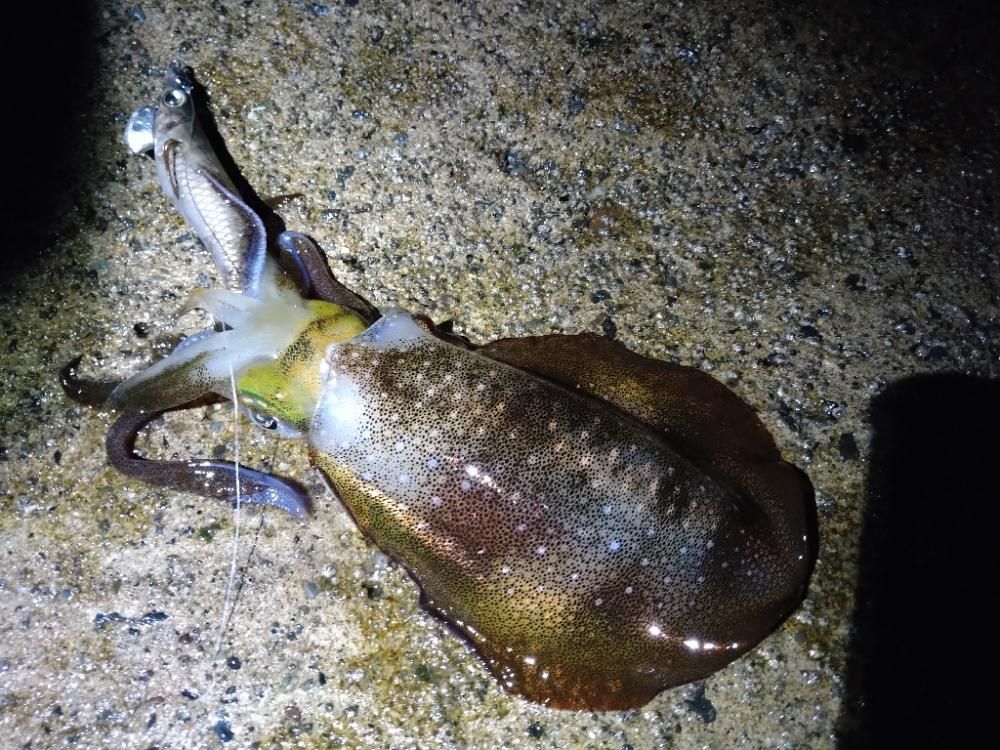 台風後のイカさん達