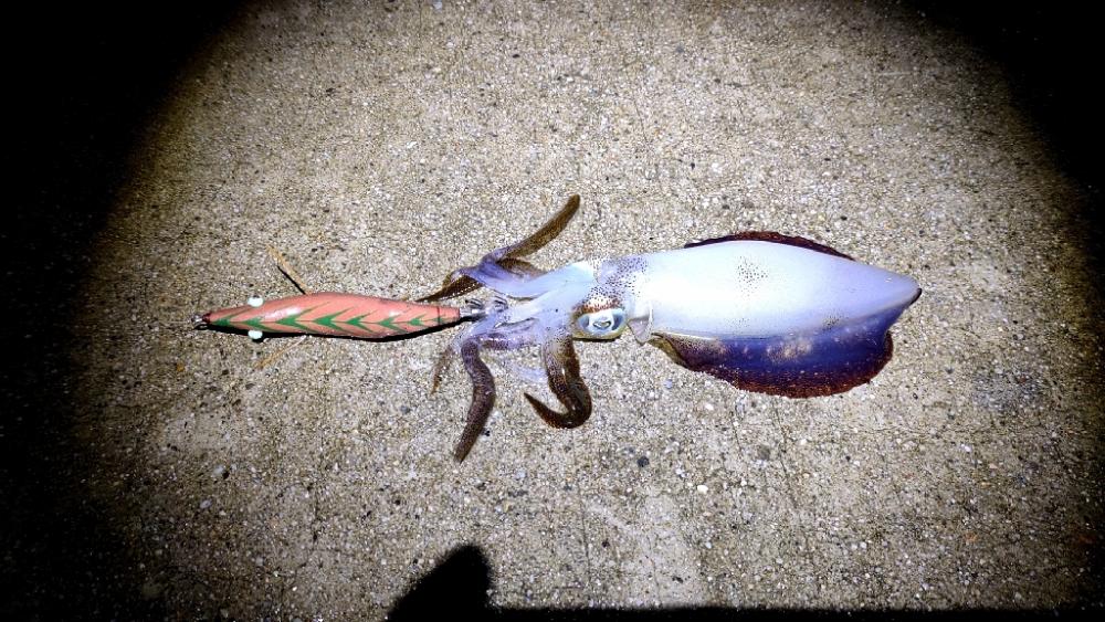 シーバスロッドでも。。。