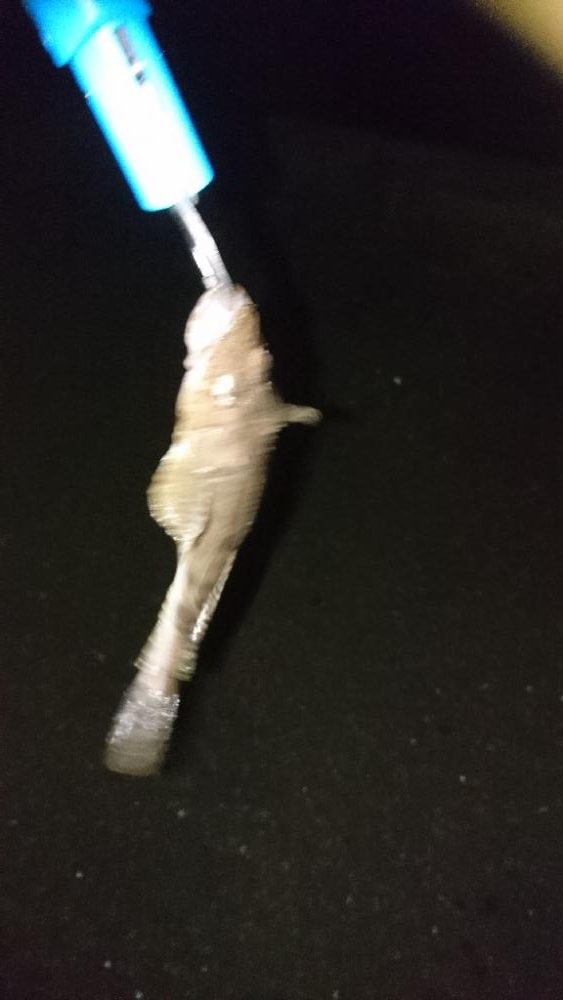 久々エギング、ちびコチ入れ食い