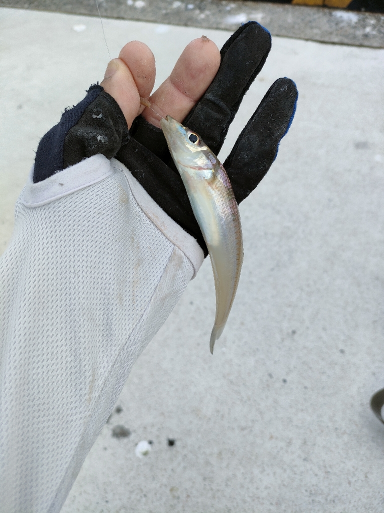 リベンジ遠征釣行(2日目)