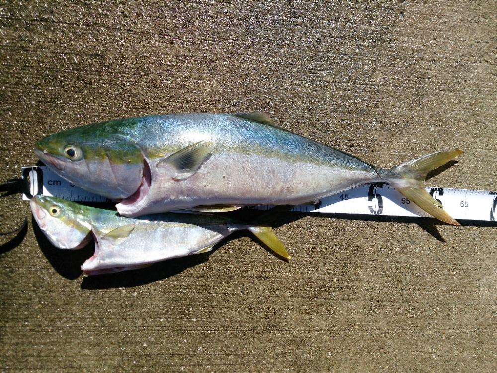 ショアジギング