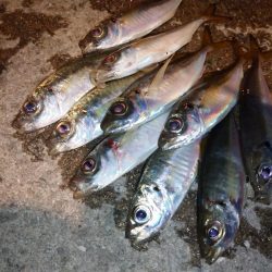 今夜は難易度高め