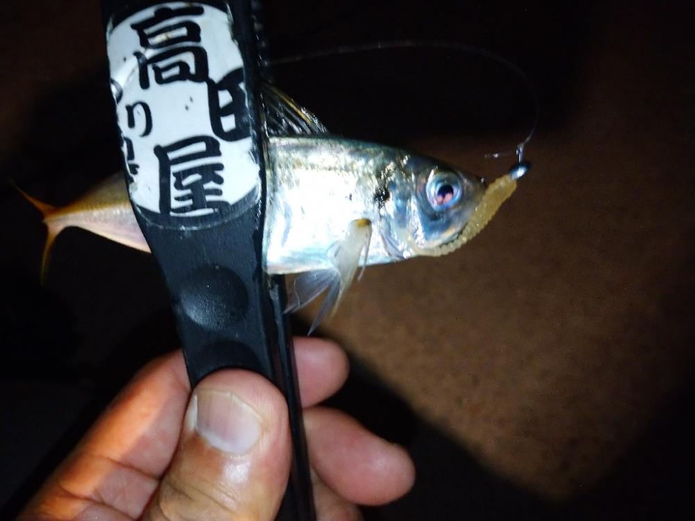 今夜は風が無く快適アジング