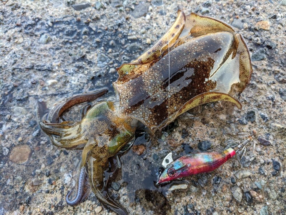 だんだん賢くなってきた