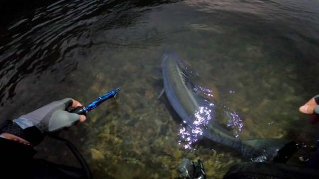 【シーバス】リバーシーバス。やっと・・・