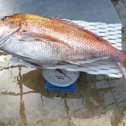 大マダイ(81㌢=5.5㌕)仕留めた!