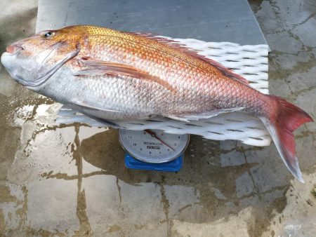 大マダイ(81㌢=5.5㌕)仕留めた!