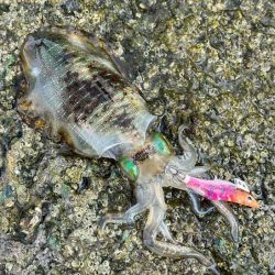 アタリ年の日本海で急に激渋！でも居るとこには居る！！