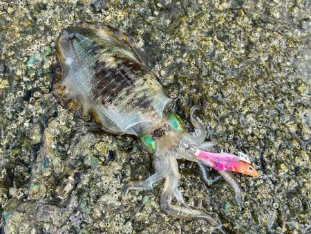 アタリ年の日本海で急に激渋！でも居るとこには居る！！