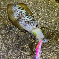 日本海エギング｜ナイトエギングのコツ