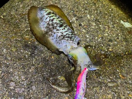 日本海エギング｜ナイトエギングのコツ