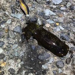 外海大荒れにつき漁港内でデイエギングからナイトエギングへ突入するが激渋！