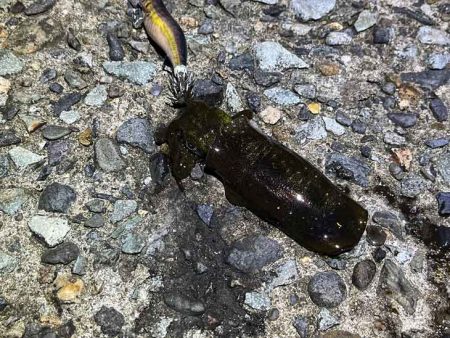 外海大荒れにつき漁港内でデイエギングからナイトエギングへ突入するが激渋！