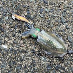 好調な日本海で良型アオリが連発モード！