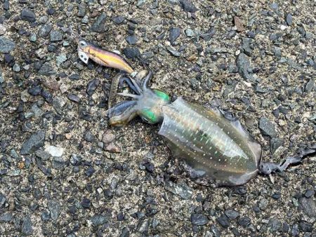 好調な日本海で良型アオリが連発モード！