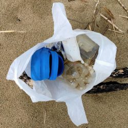 清掃活動：久々のシーバス