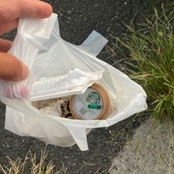 清掃活動：台風前のアジング