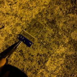 清掃活動：久々にアジング