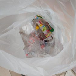 清掃活動：今年初のアオリイカ　　の調査