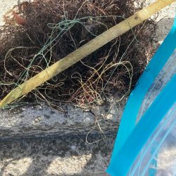 清掃活動：マイワシ大群乱舞するが