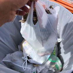 清掃活動：メジロ64センチ