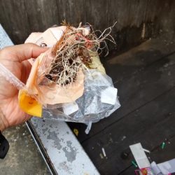 清掃活動：秋第2陣