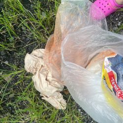 清掃活動：チヌ、カワハギ♪