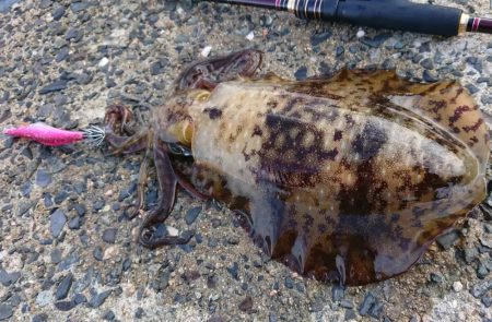 対馬エギング釣果