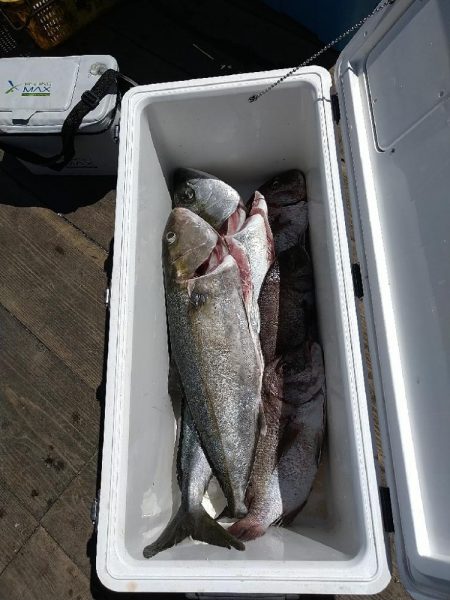 海上釣り堀水宝さんでの釣り