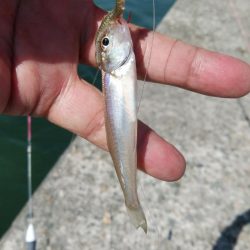 昼から釣行しました