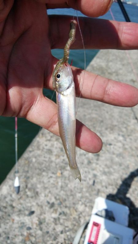 昼から釣行しました