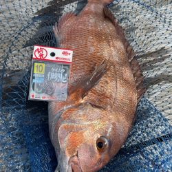 家島水宝での釣果