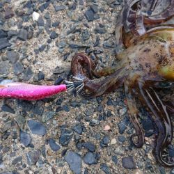 対馬エギング釣果