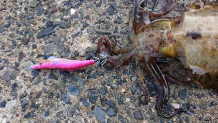対馬エギング釣果