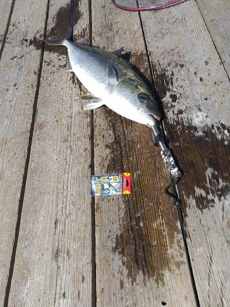 海上釣り堀水宝さんでの釣り