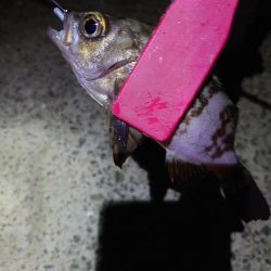 アジング、サイズ調査