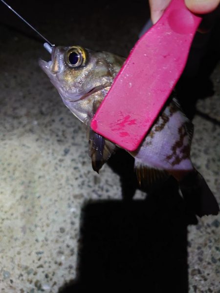 アジング、サイズ調査