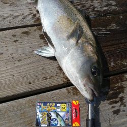 海上釣り堀水宝さんでの釣り