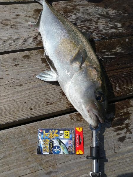 海上釣り堀水宝さんでの釣り