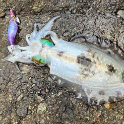 好調な日本海で良型アオリが連発モード！