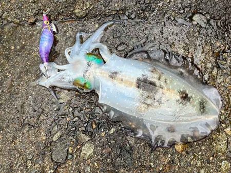 好調な日本海で良型アオリが連発モード！