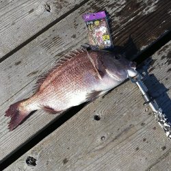 海上釣り堀水宝さんでの釣り