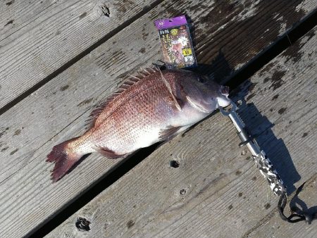 海上釣り堀水宝さんでの釣り