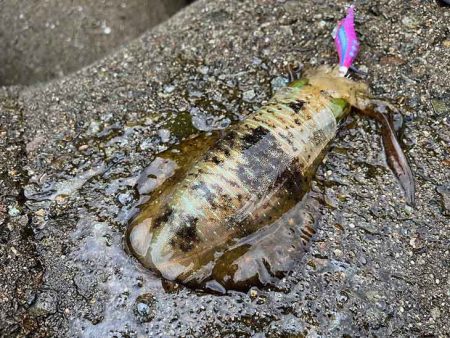 日本海エギング｜ナイトエギングのコツ