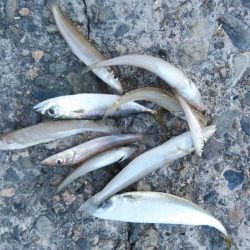 昼から釣行しました