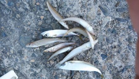 昼から釣行しました