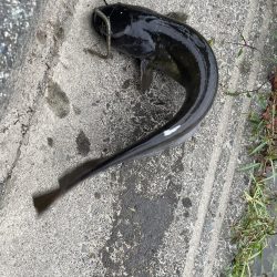 またお前か、、、