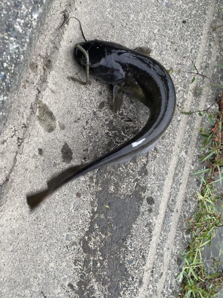 またお前か、、、