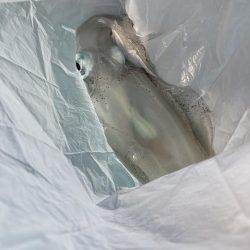 蒲田生沖でアオリイカ