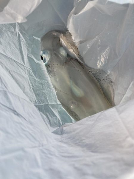 蒲田生沖でアオリイカ